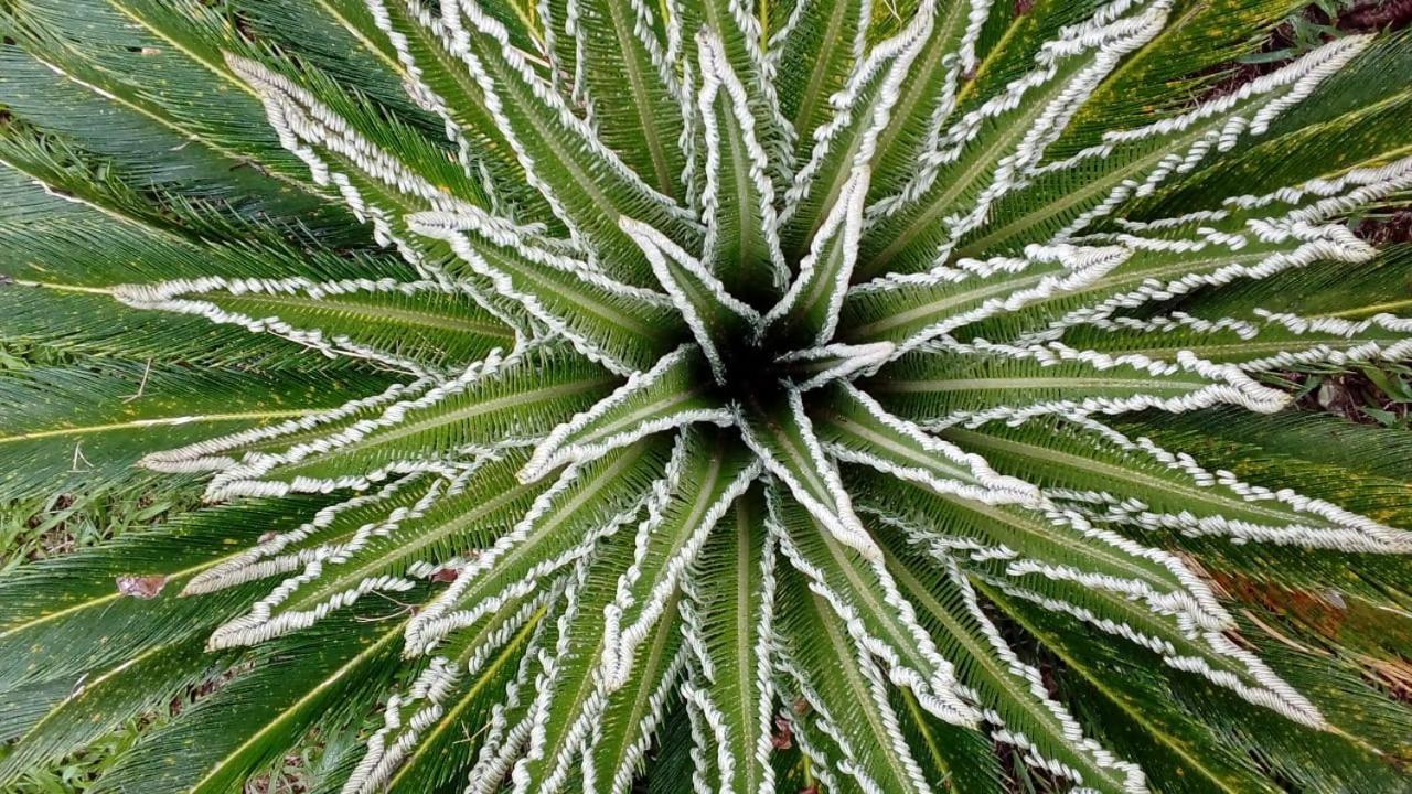Posada Camboata Aristóbulo del Valle Eksteriør billede